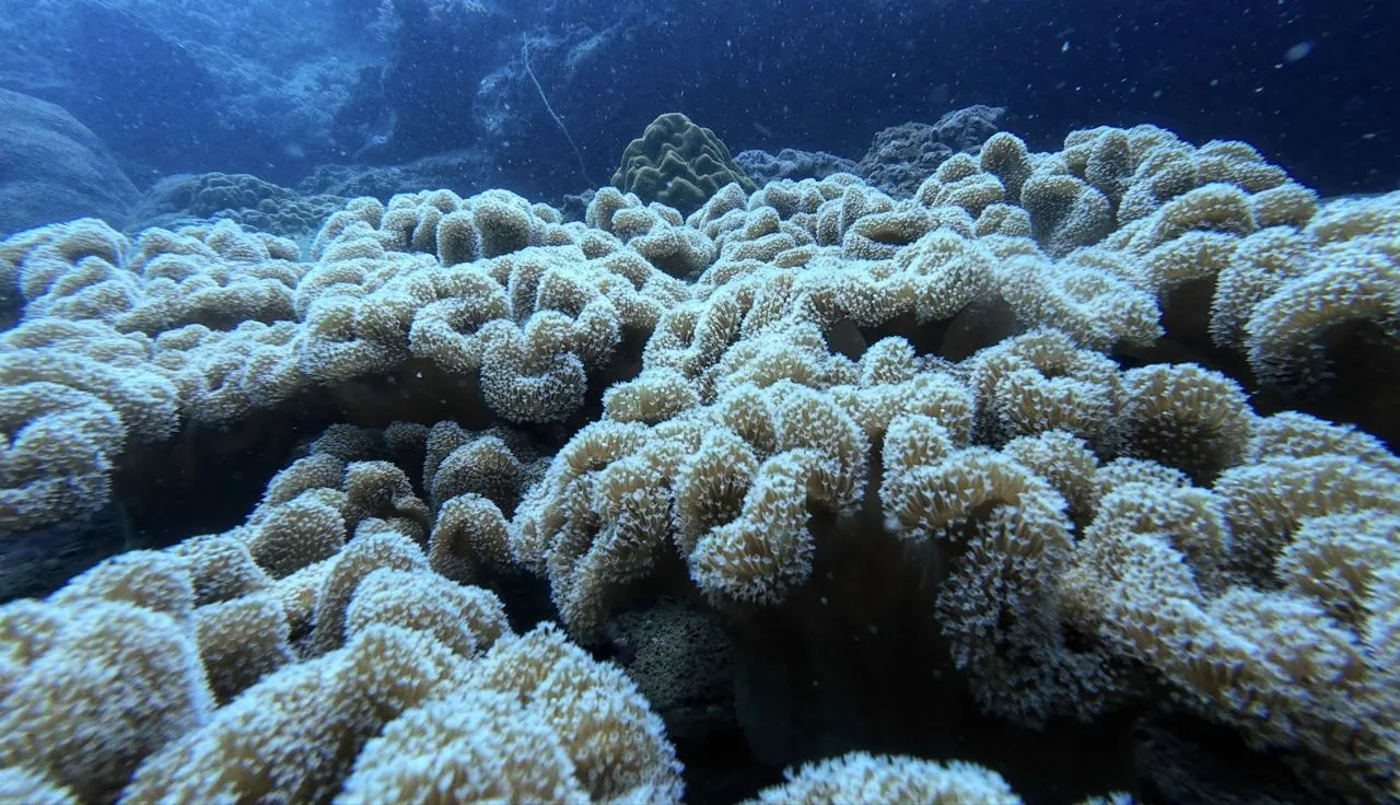Vibrant coral reef ecosystem