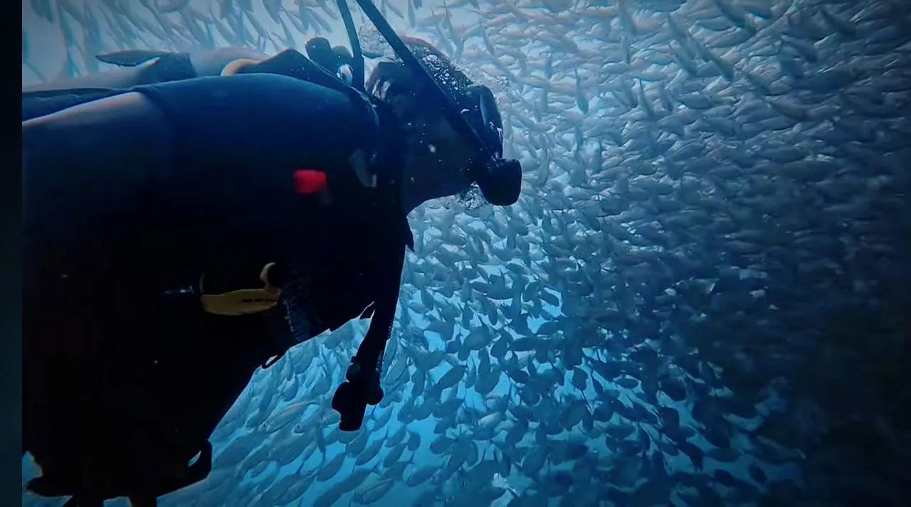A scuba diver observing a school of fish