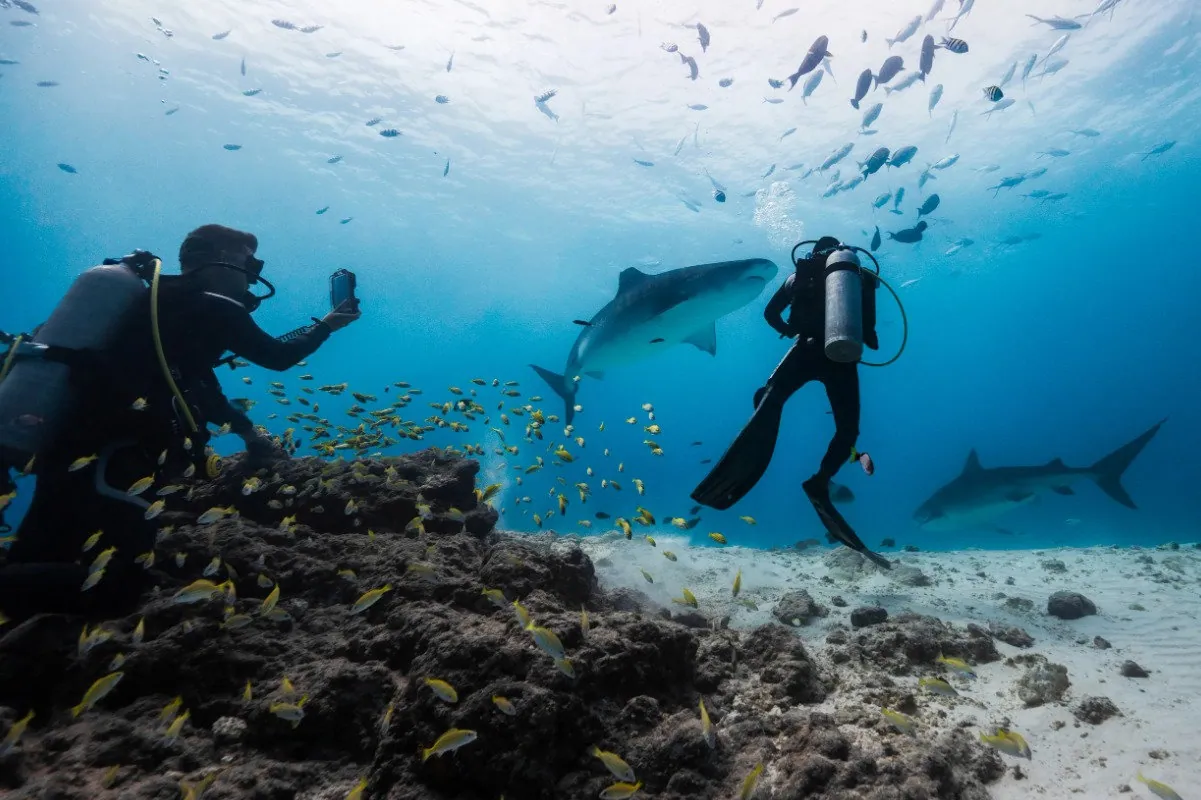 Tiger shark in the Maldives