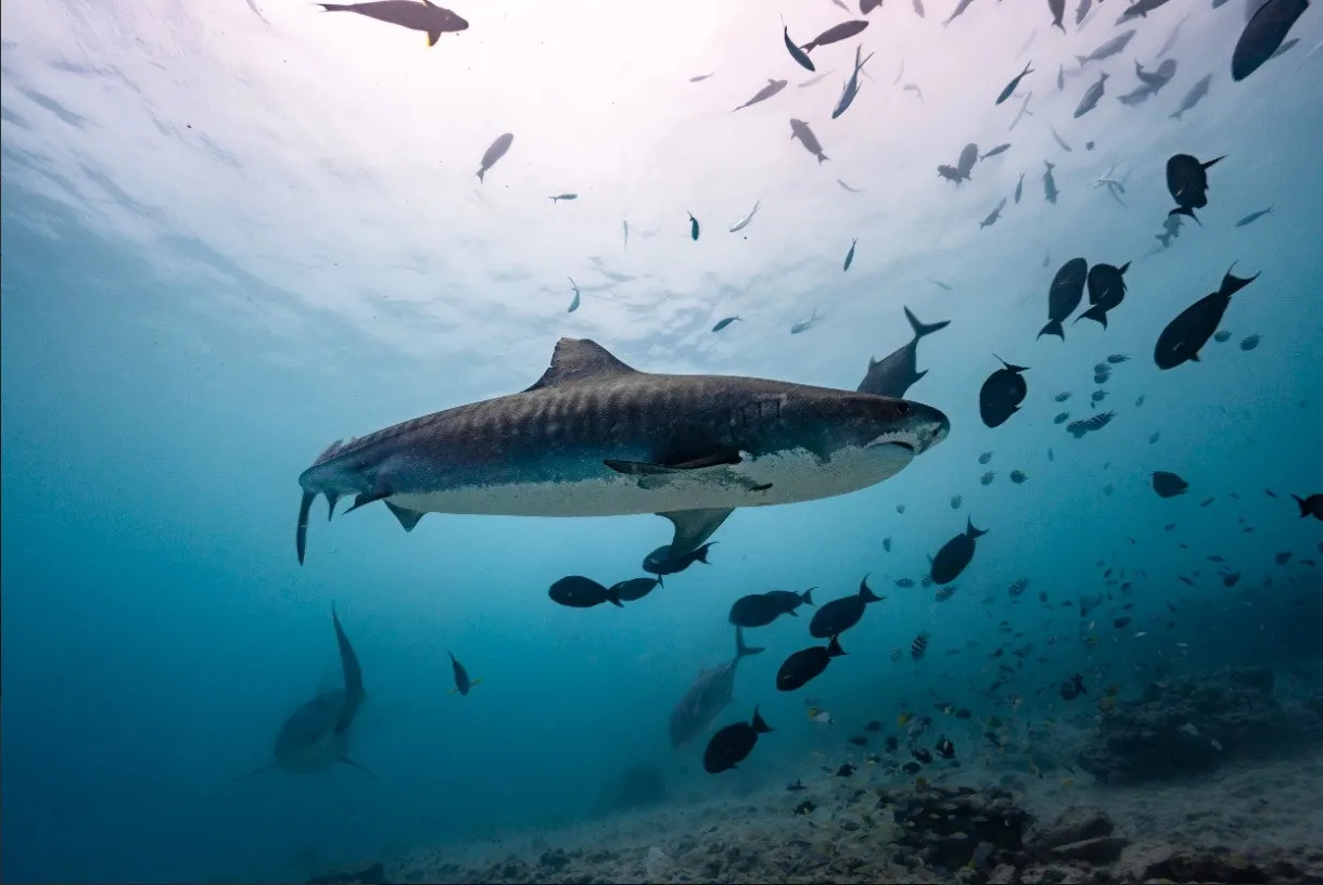 Diver with a tiger shark in the Maldives
